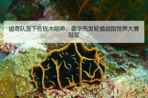 dao-qi-dui-qian-xia-zuo-zuo-mu-lang-xi-hao-hua-xian-fa-lun-zhi-jian-zhi-shi-jie-da-sai-guan-jun-2-902.jpg